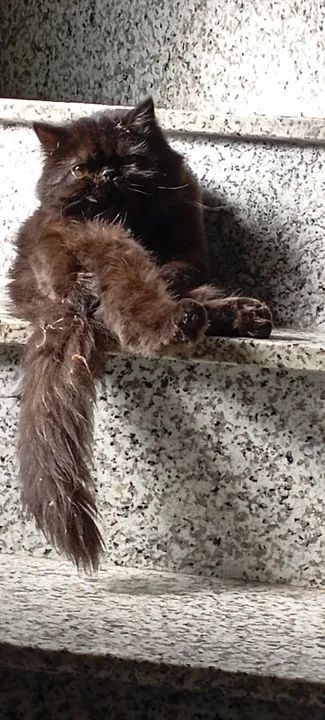 Gato Persa Preto Adorável Procuro namorado - Foto 2