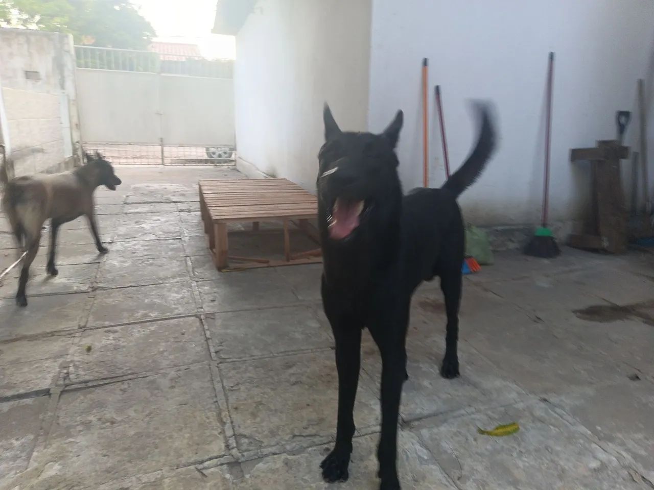 Pastor Belga Malinois 