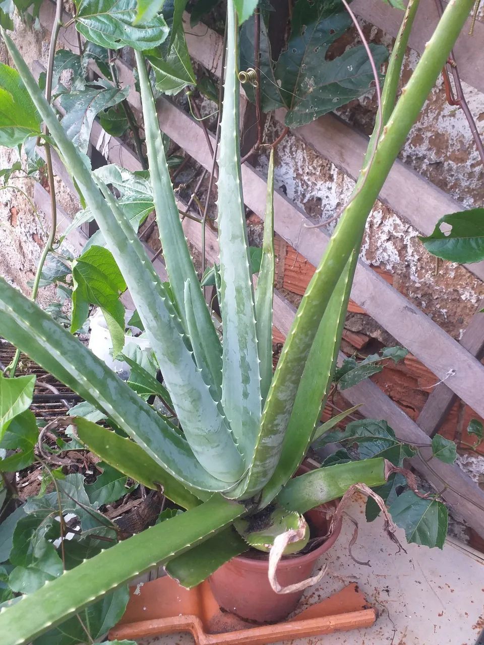 Babosa - Aloe Vera - Foto 2