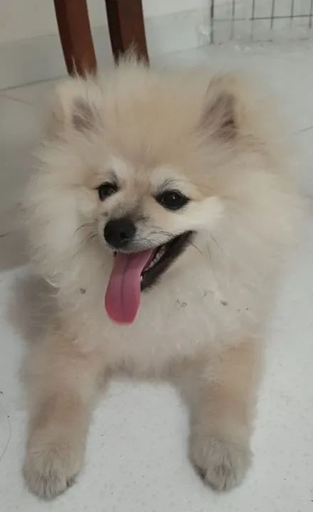 Spitz alemão  - Foto 2