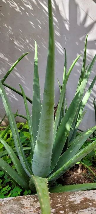Babosa Aloe Vera  - Foto 4
