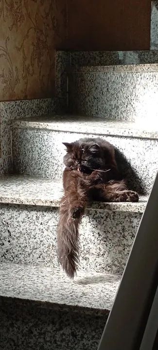 Gato Persa Preto Adorável Procuro namorado - Foto 3