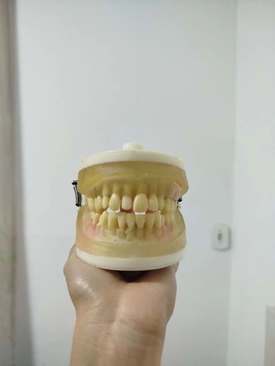Modelo de Dentes para Estudo Odontológico