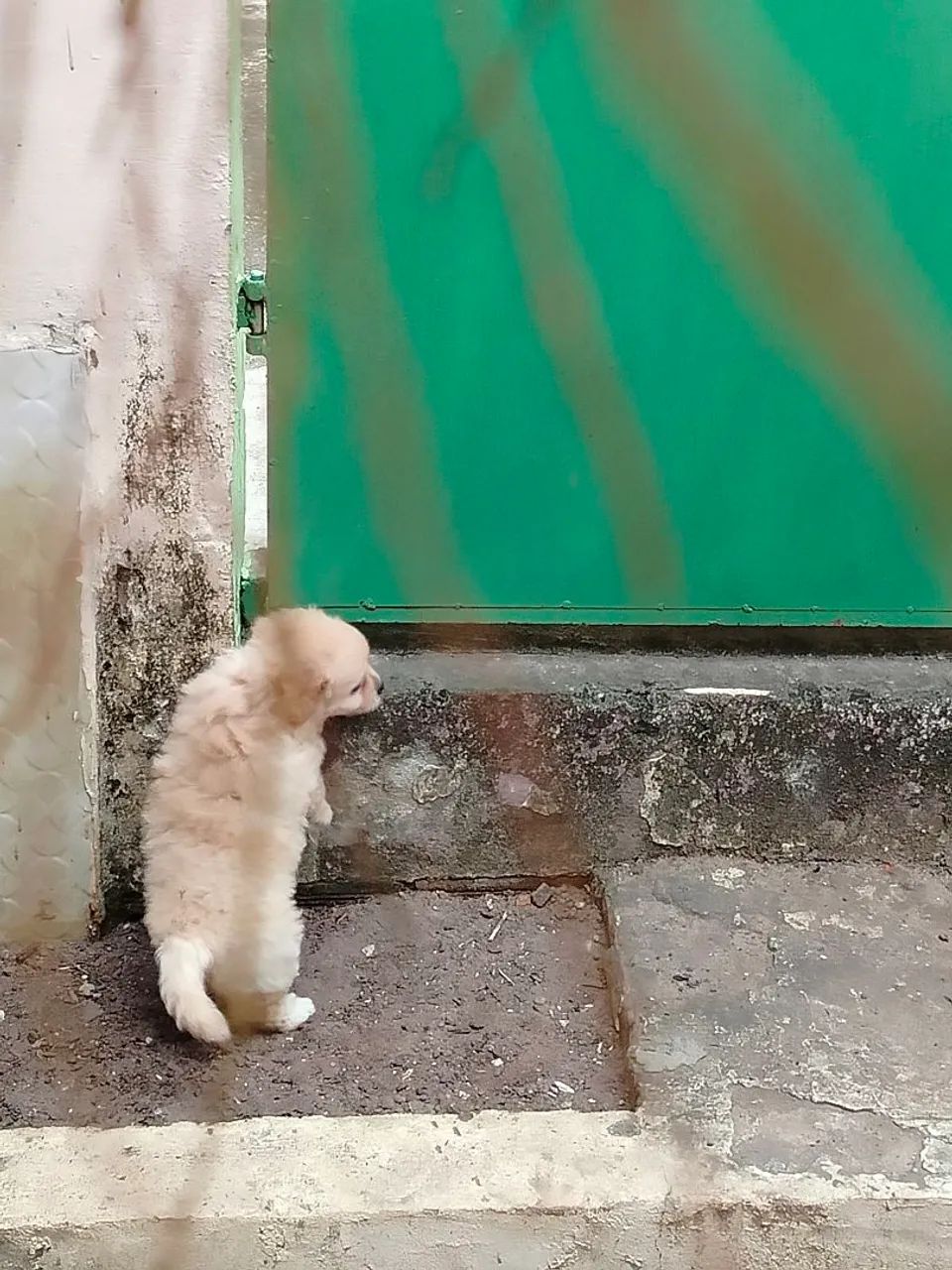 Poodle machinho - Foto 4