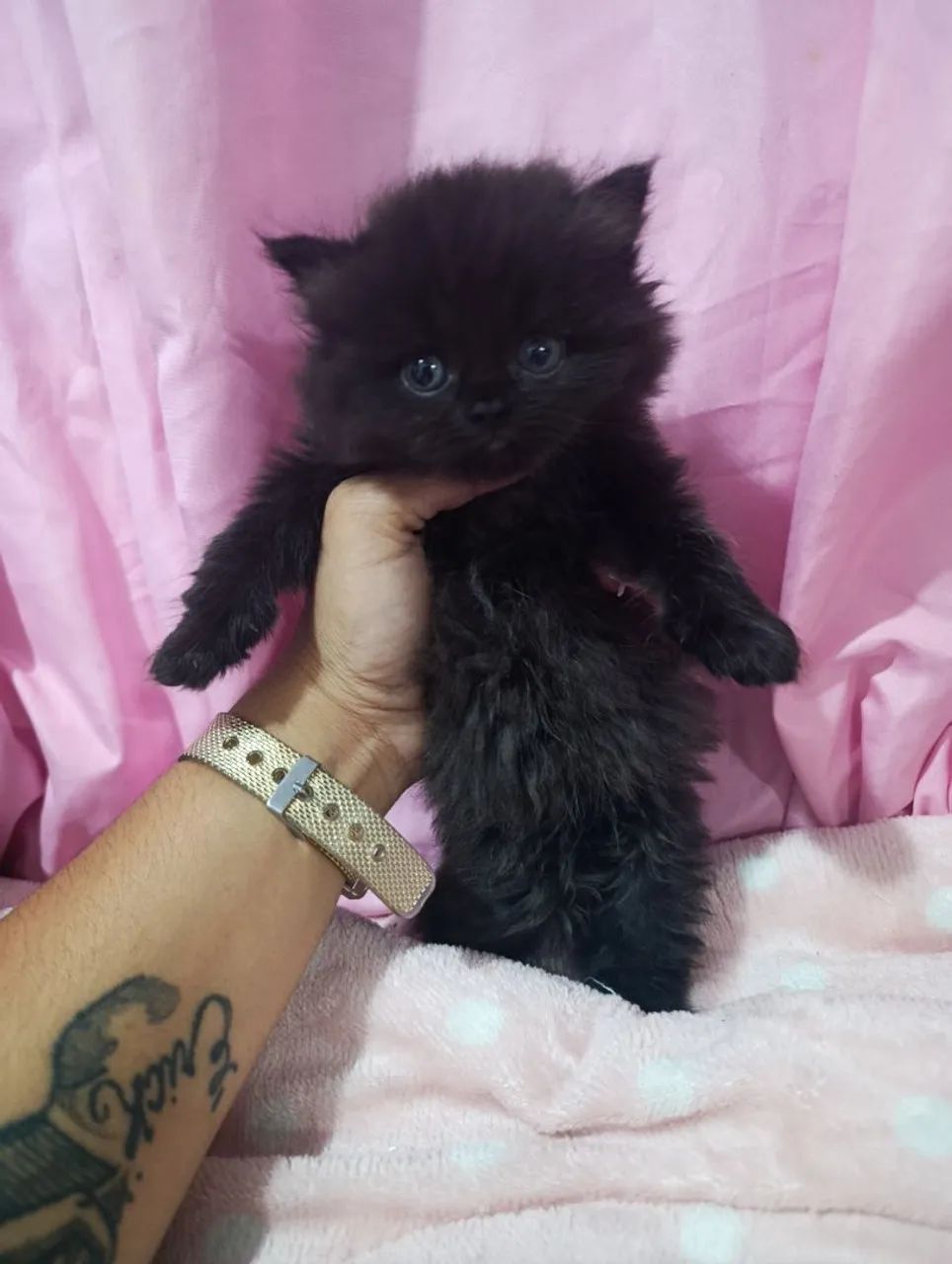 Gatinhos persa macho  - Foto 3