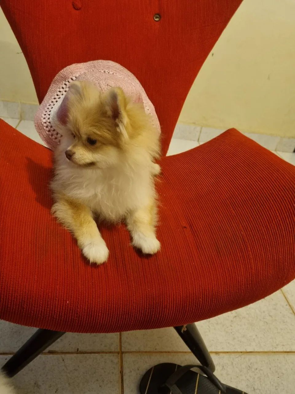 Spitzs Alemão anão fêmea 