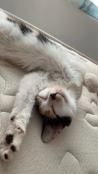 Doação responsável uma gatinha tricolor  - Foto 3