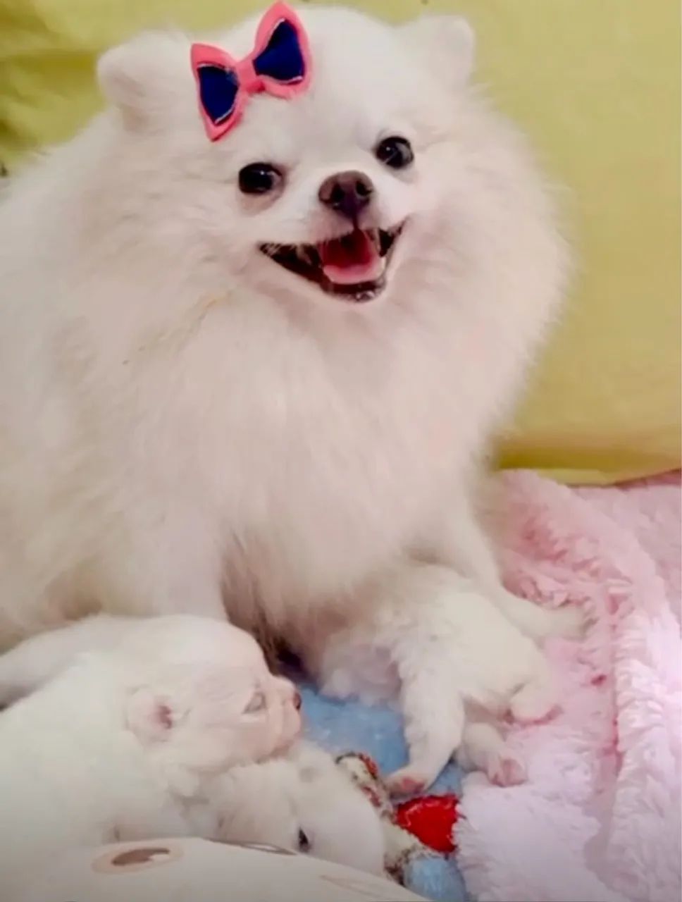 As fofuras mais lindas e elegantes na sua casa - Foto 4