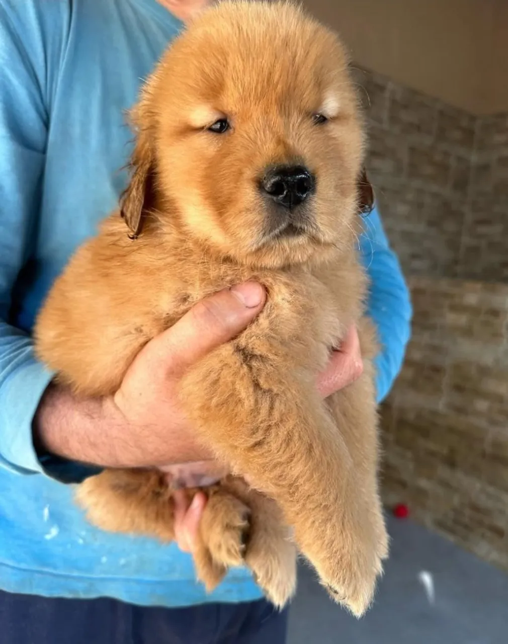 Filhote de Golden Retriever- ÚLTIMO DISPONÍVEL