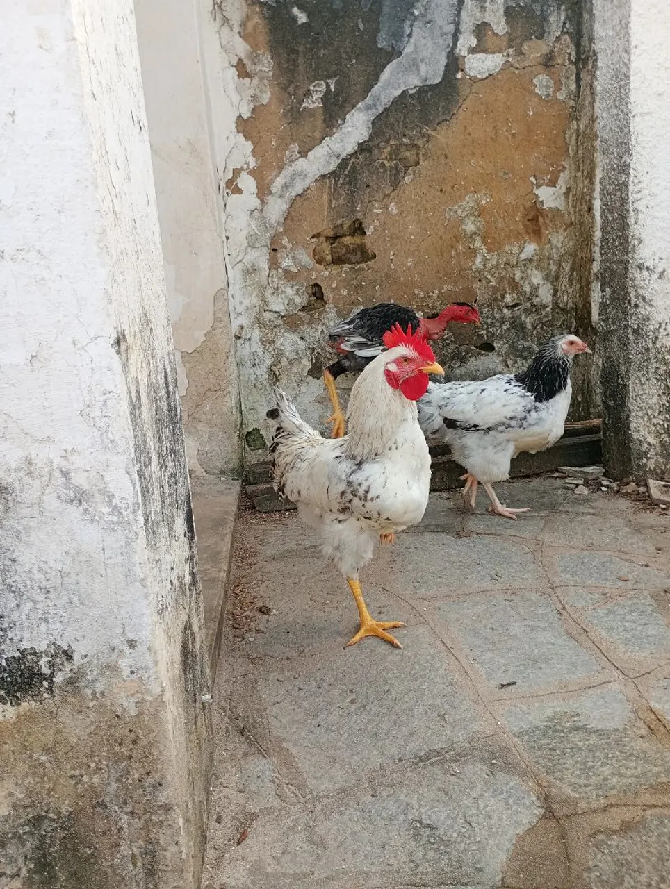 Frango Isa Withe