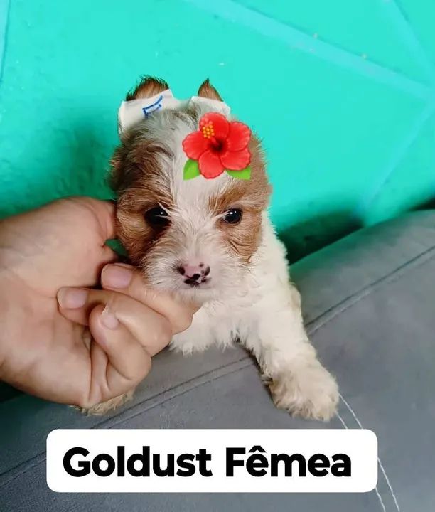  Goldust Fêmea  - Foto 4