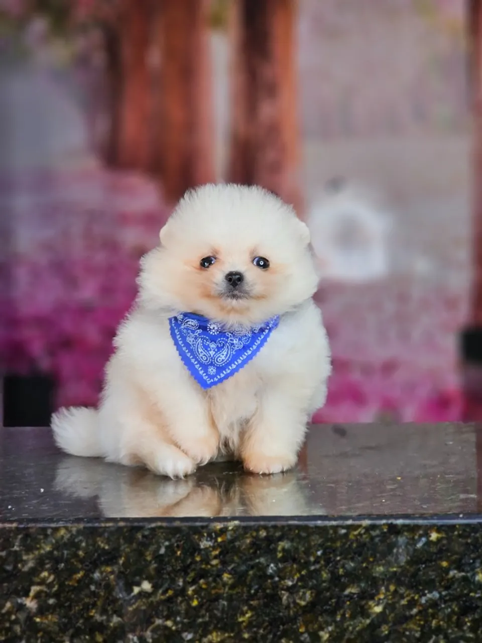 Mini Machinho de Lulu da Pomerânia Spitz Alemão Anão