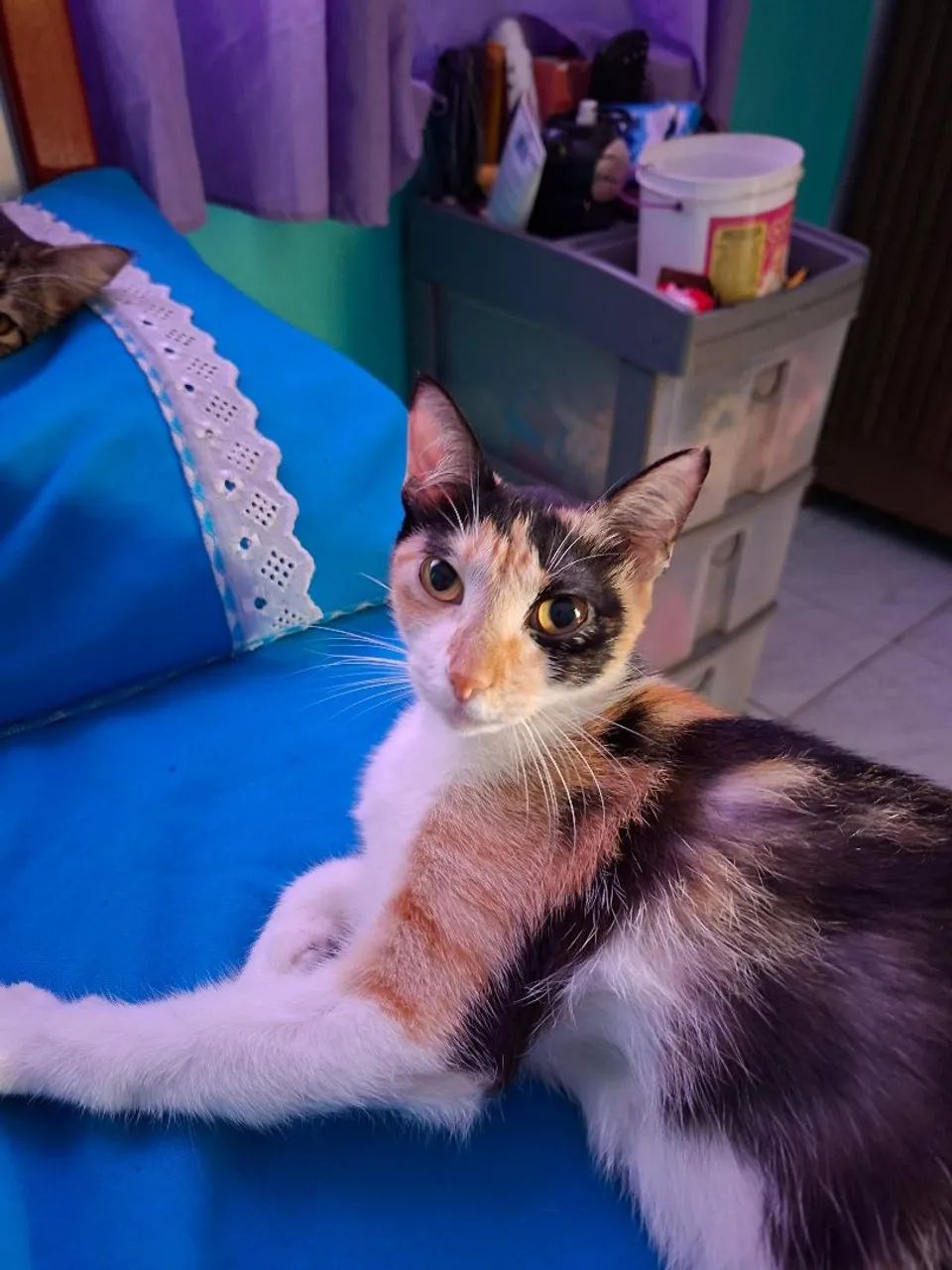 Doação Responsável de Gata - Foto 3