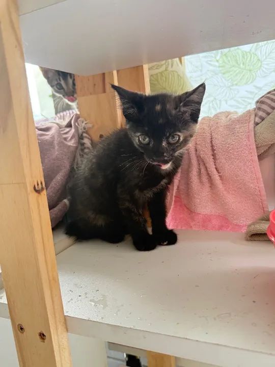 Doa- se gatinhos. Eles estavam no meio da rua.   - Foto 4