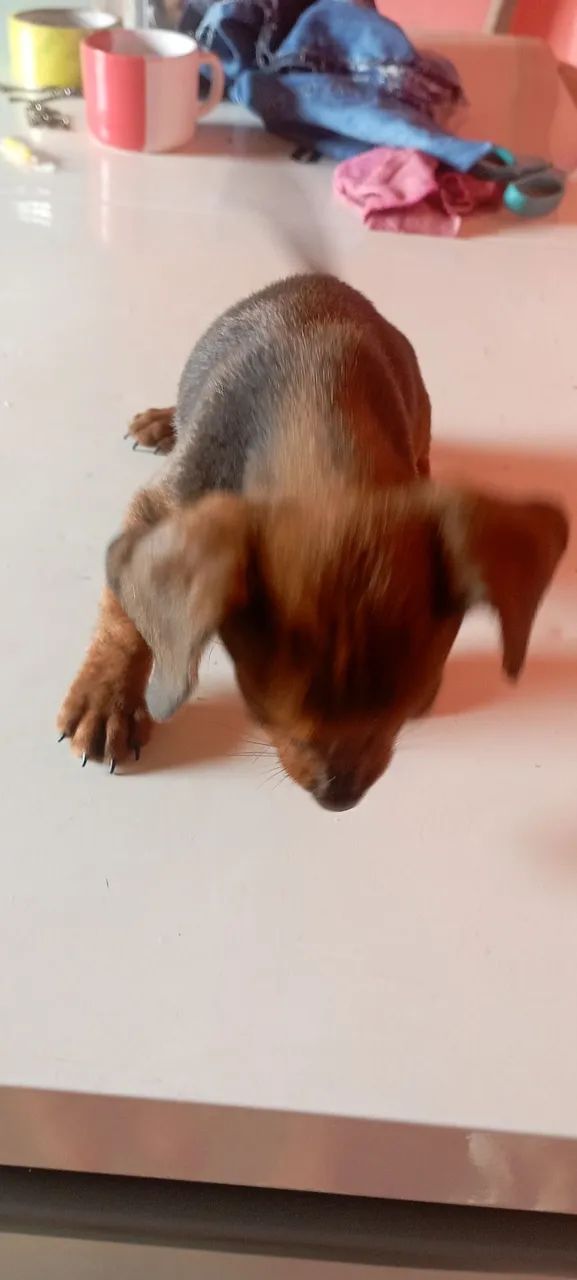 Filhote de Teckel, lindo e carinhoso! - Foto 4