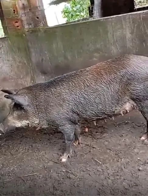 leitões porcos - Foto 4