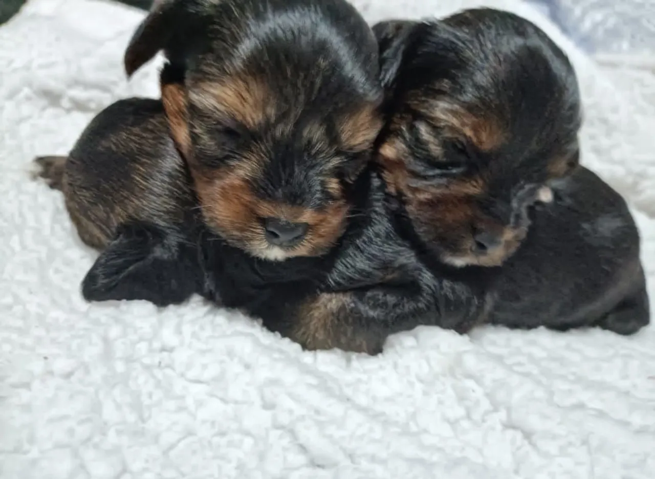 Lindas yorkshire terrier femeas
