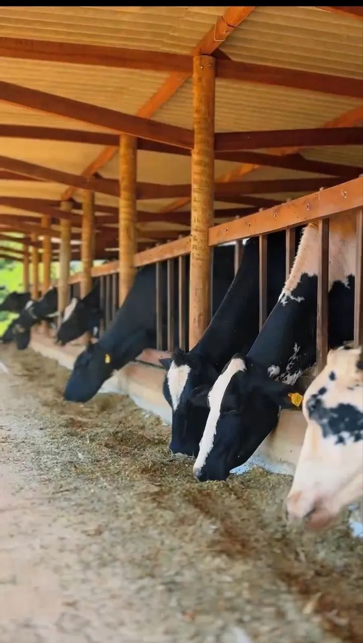 18 Vacas Leiteiras (não sou corretor) 