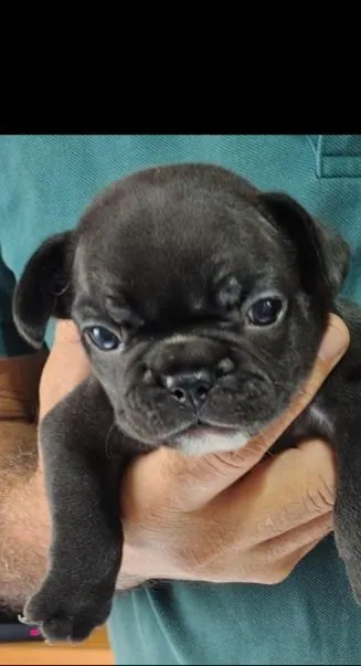 Filhotes de Bulldog Francês - Cor Preta