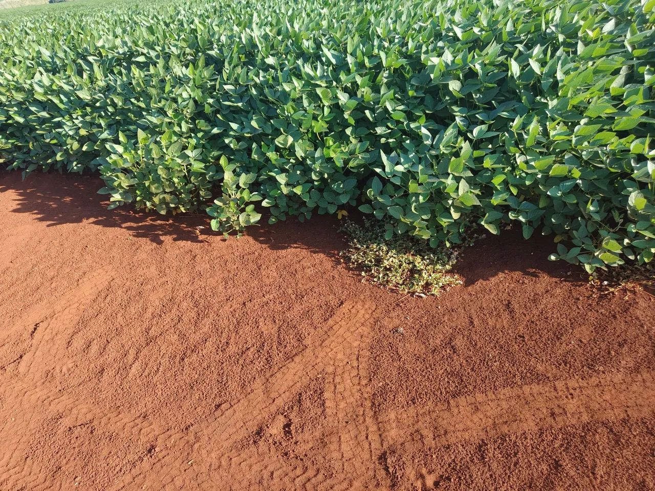 Fazenda de 110 alqueiro  - Foto 2