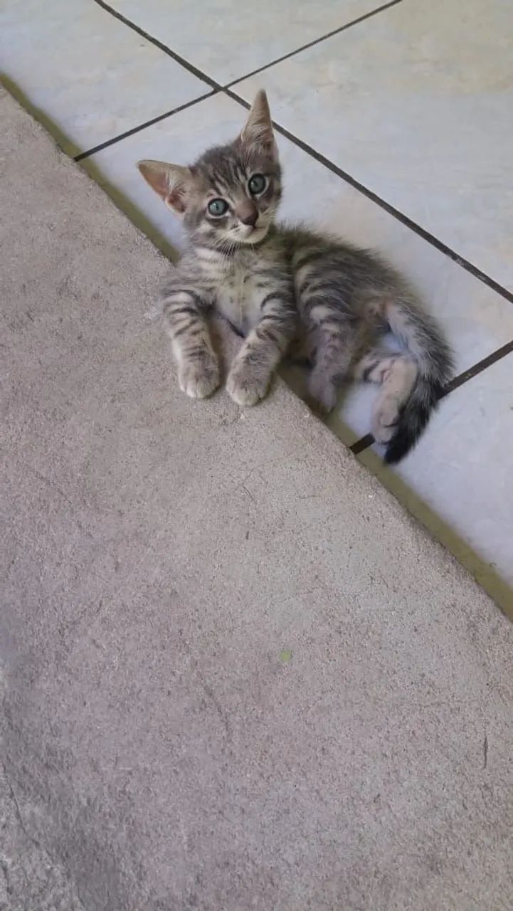 Adoção - Gato 2 meses