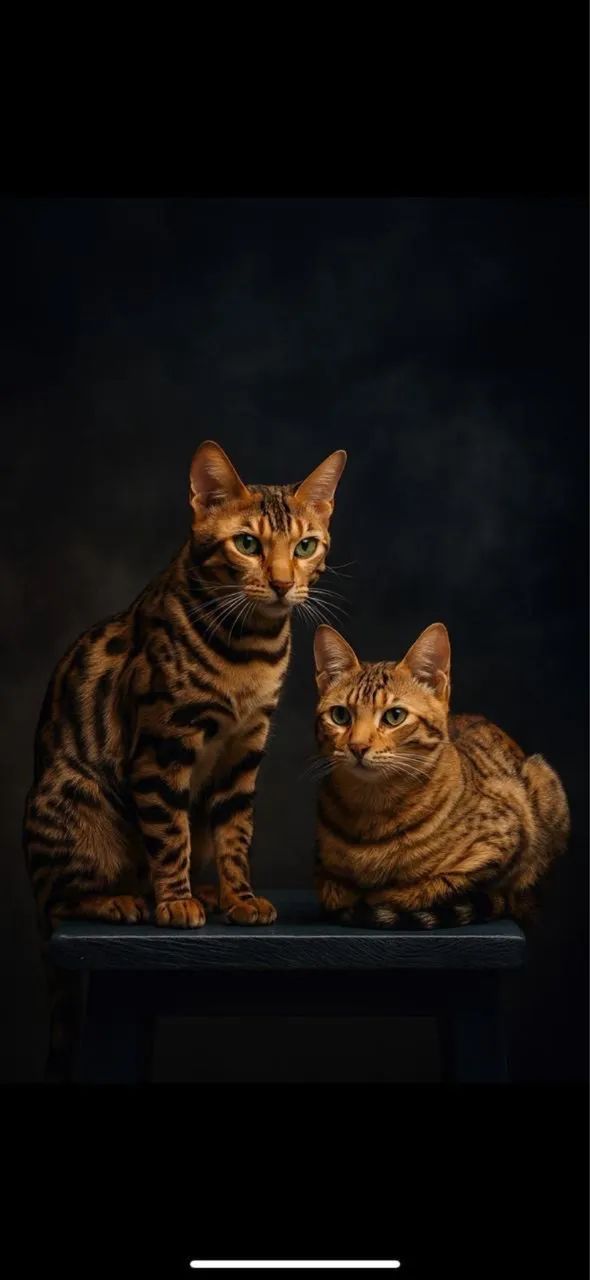 ? Filhotes de Gato Bengal Disponíveis! ? - Foto 4