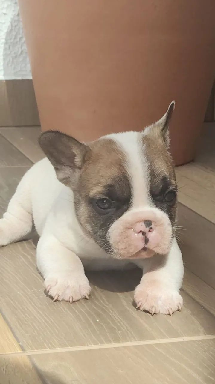 Bulldog francês lindo 