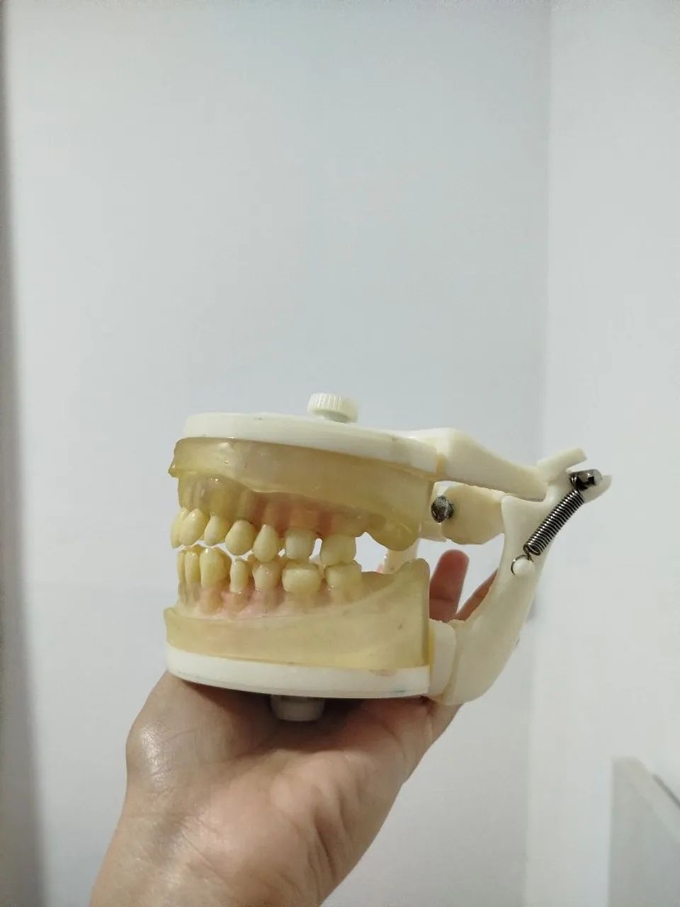 Modelo de Dentes para Estudo Odontológico - Foto 2