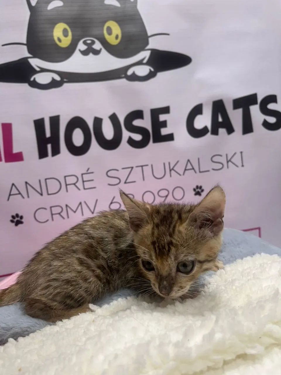 Bengal lindos filhotes 