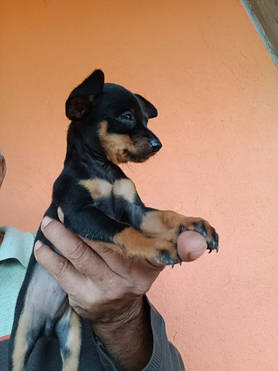 Cachorro