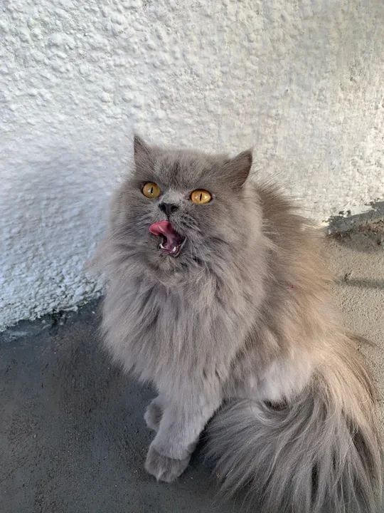 Gato Persa Cinza - Adorável e Carinhoso - Foto 4