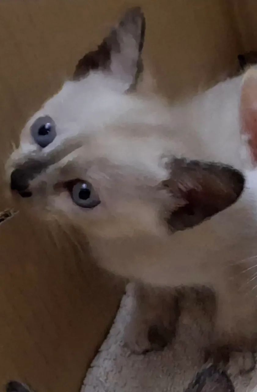 Linda gatinha para adoção - Foto 2