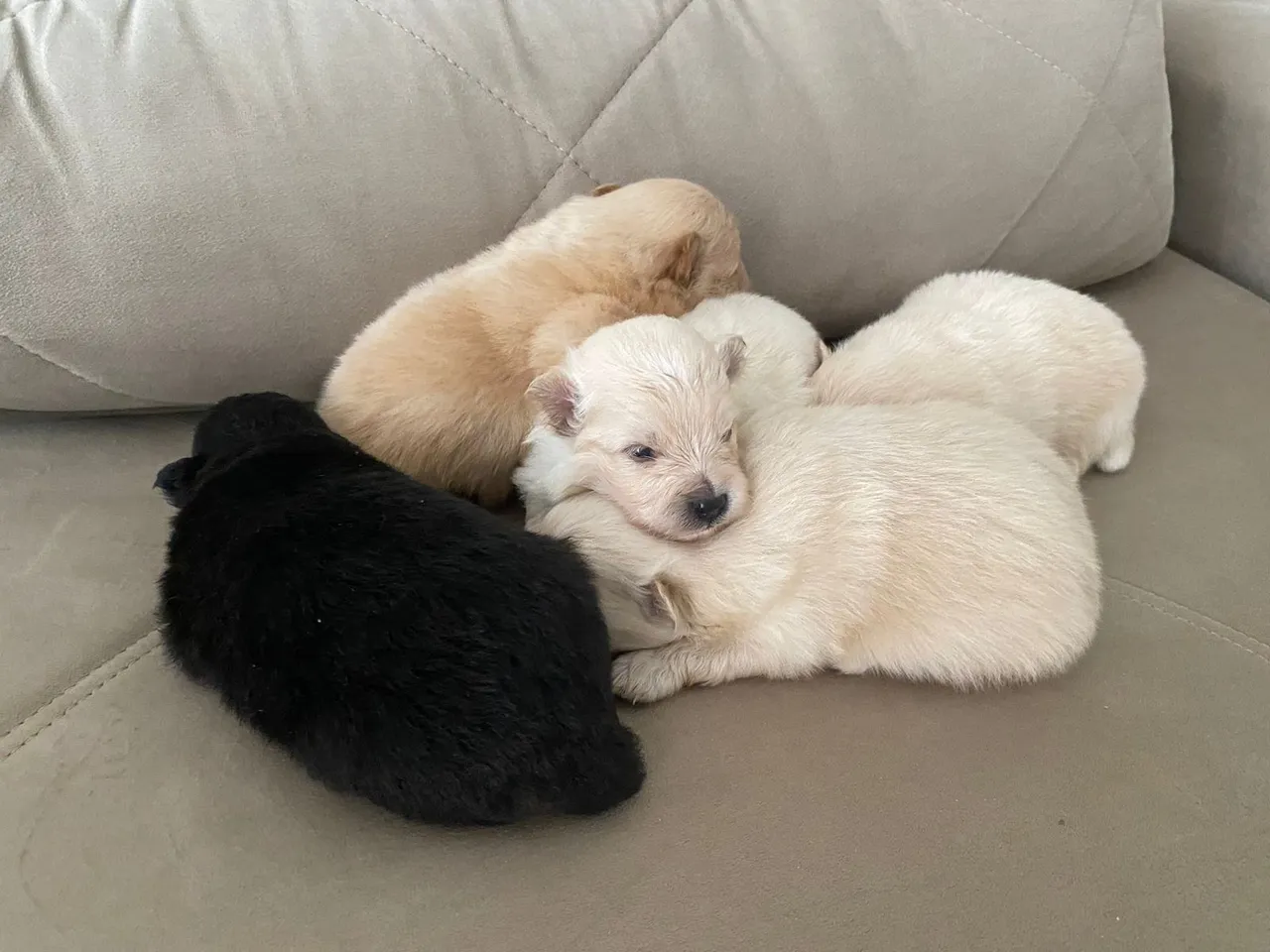 Filhotes de Spitz alemão