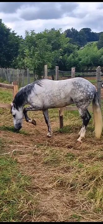 Cavalo criolo registrado 