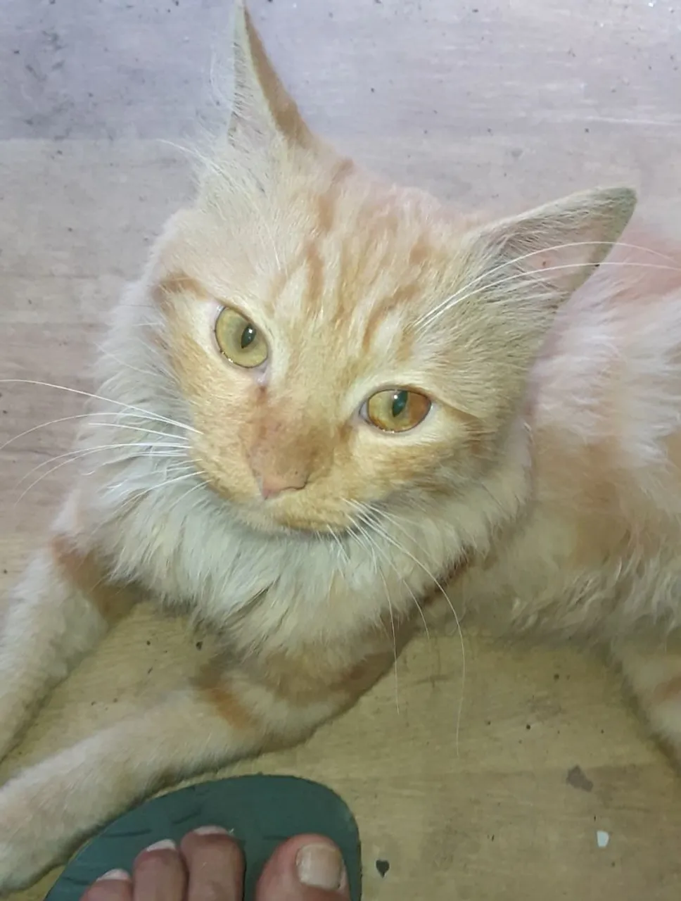 Gatinho Lindo para Adoção!