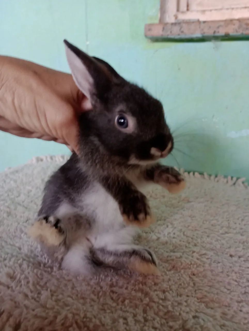 Filhotes de coelhos com 60 dias .lindos filhotes. - Foto 3