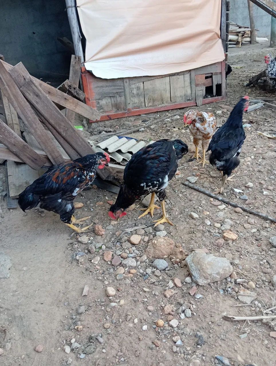 Pintos gsb pra vender - Foto 6