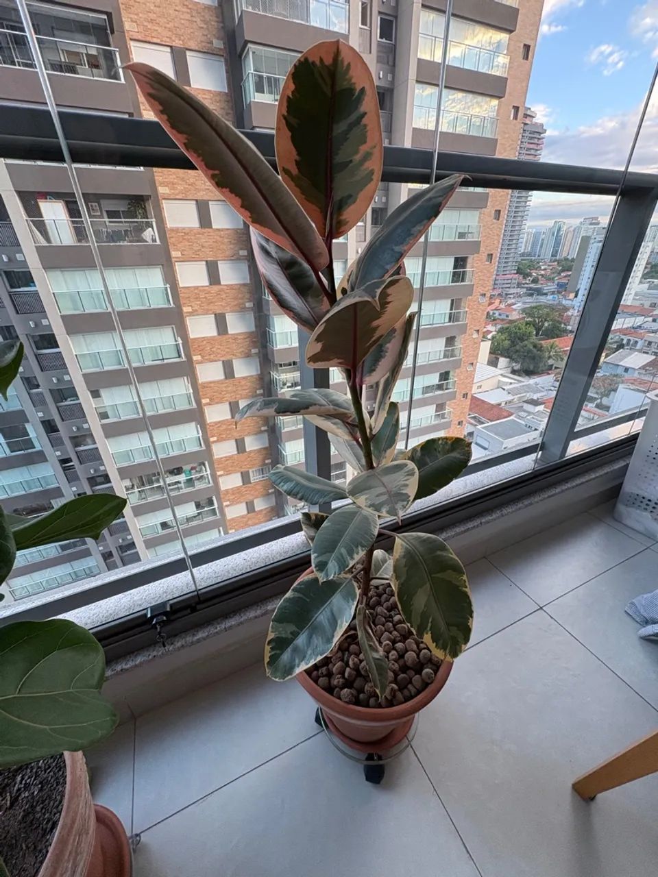 Planta Ficus Elástica Ruby - Foto 2