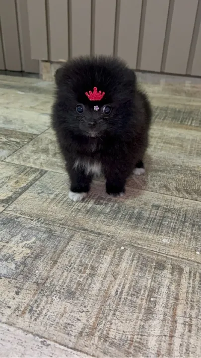 Lulu da pomerania preta charmosinha