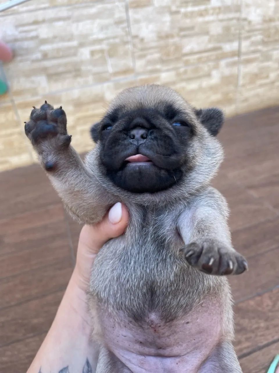 Fêmea raça pug - Foto 3