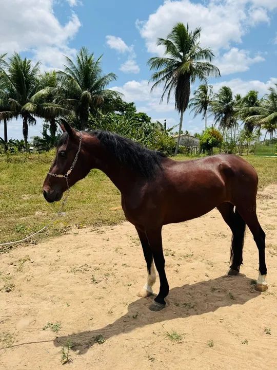 Cavalo mangalarga inteiro no provisório  - Foto 3