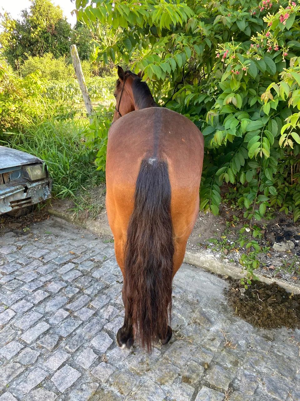 Cavalo Mangalarga Marchador - Foto 3