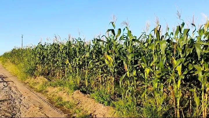 MILHO VERDE FRESCO - DIRETO DA ROÇA PARA SUA MESA! - Foto 4