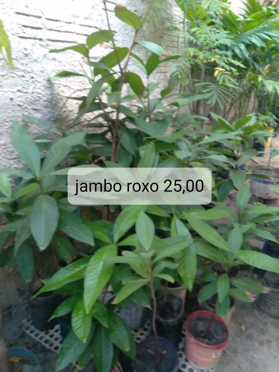 Muda frutíferas 2 - Foto 3