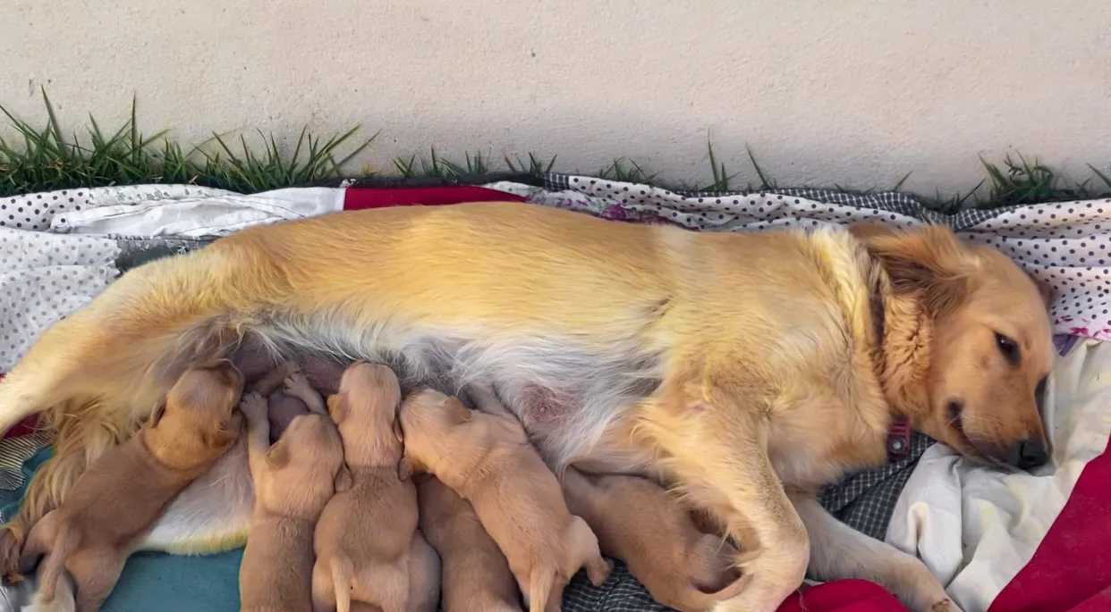 4 Filhotes Machos Golden Retriever