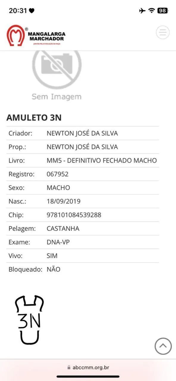 Cavalo de marcha picada, neto do Elfo do porto azul  - Foto 4