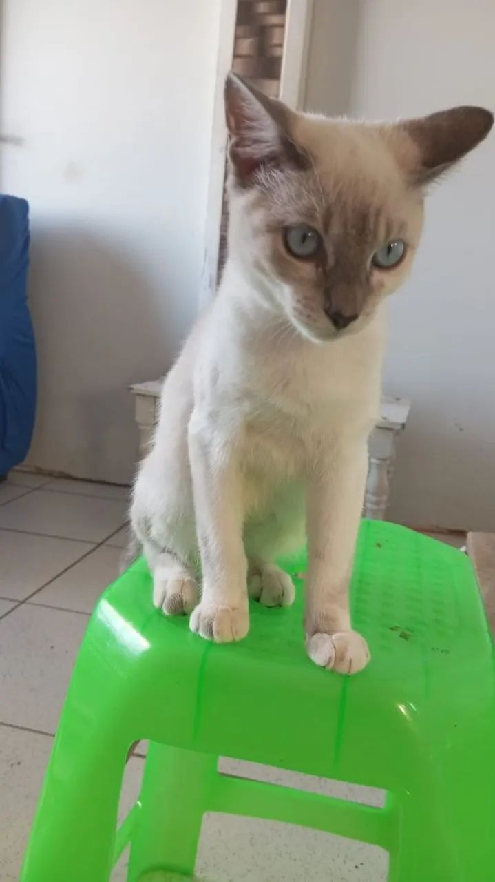 Gato Siamês - Foto 3