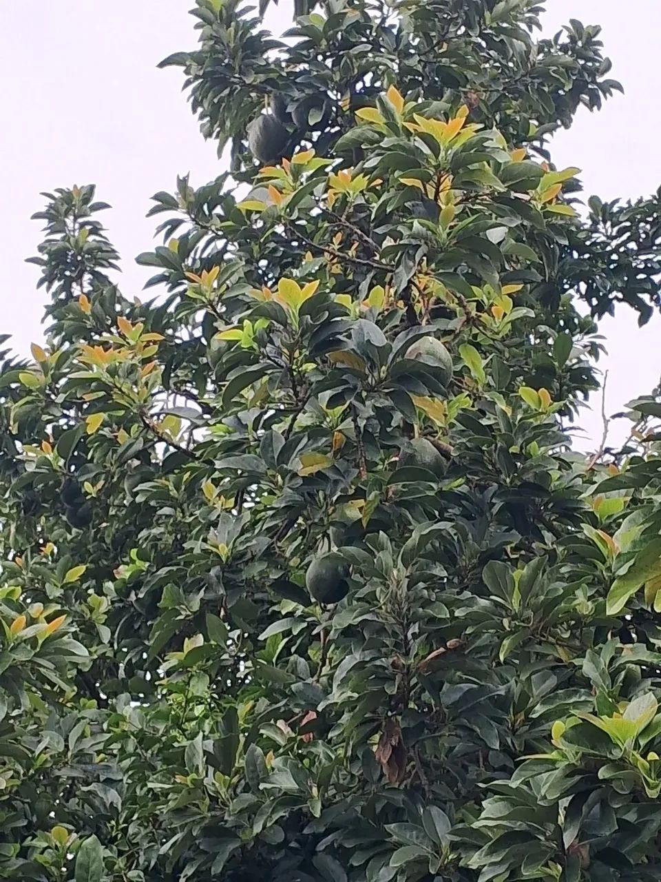 Abacate sem agrotóxicos  - Foto 4
