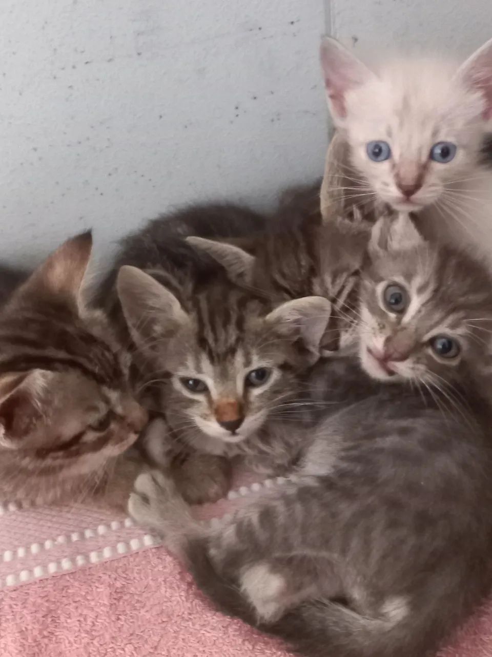 Gatinhos para doação ? - Foto 4