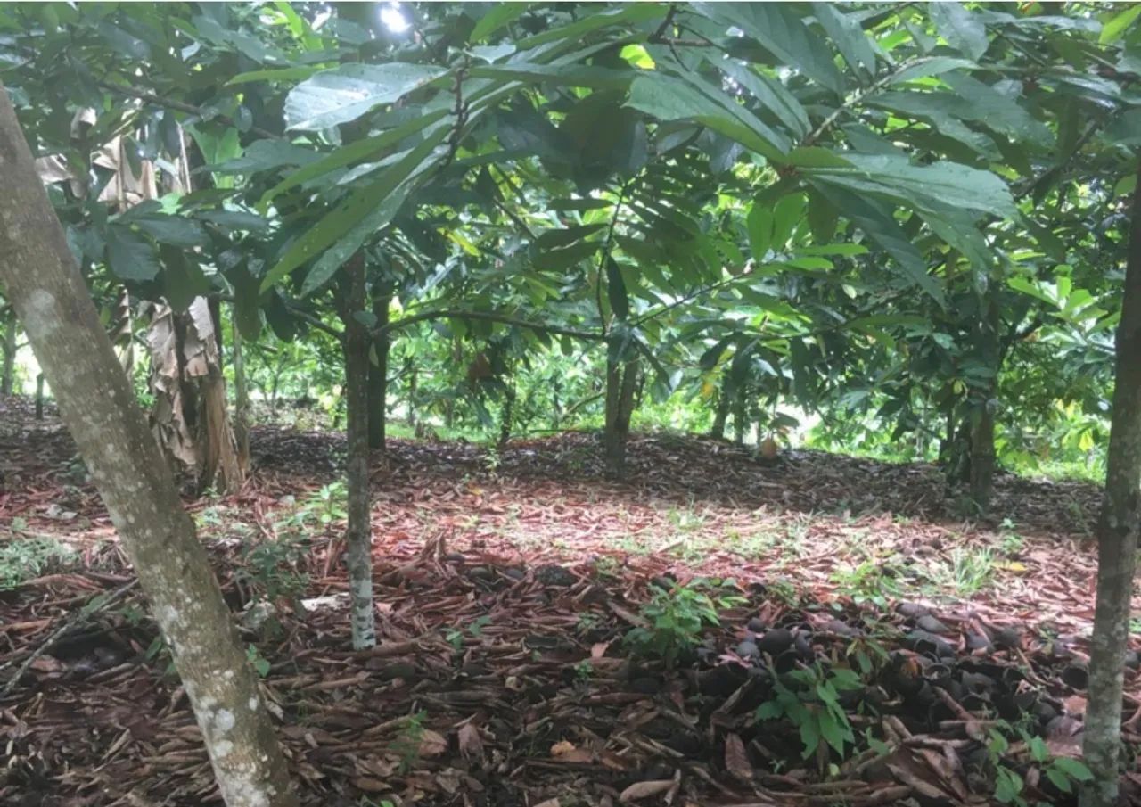 Sítio a venda em Valença-Ba. 